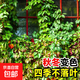 爬山虎樹苗爬藤植物四季常青不落葉爬墻虎種苗好養(yǎng)綠植花卉園盆栽 【五葉爬山虎】60-70cm高12棵