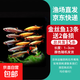 孔雀魚黑尾大勾冷水魚小型觀賞魚群游魚原生魚燈科類魚草缸群游 孔雀魚12條送備損3條