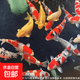 大型純種錦鯉觀賞魚冷水魚淡水魚活魚招財魚好養(yǎng)耐活養(yǎng)不死風(fēng)水魚 七星高照（隨機(jī)顏色7條） 8-10厘米