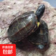 【京東配送】巴西龜中華草龜龜寵物龜活體網(wǎng)紅觀(guān)賞烏龜好養活 中華草龜9-10cm 2只（送龜糧）
