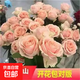 玫瑰老樁花苗室內外盆栽地栽陽(yáng)臺四季開(kāi)花好養易活花卉月季苗秧 粉色系【3顆】+肥料