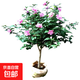 木槿花苗木槿樹(shù)苗庭院陽(yáng)臺(tái)花園盆栽地栽綠化樹(shù)苗當(dāng)年開(kāi)花 木槿樹(shù)苗2cm粗【當(dāng)年開(kāi)花】