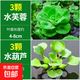 水養(yǎng)花卉浮萍水草葫蘆植物魚塘魚池魚缸養(yǎng)烏龜缸凈化水質(zhì)水芙蓉 葫蘆3顆+水芙蓉3顆 5-10cm直徑