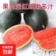 【西瓜套餐】西瓜種子西瓜陽(yáng)臺(tái)盆栽農(nóng)家田園瓜種大全各種各樣 黑美人西瓜種子2包約100粒