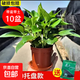 綠蘿盆栽室內(nèi)植物花卉凈化空氣綠植水培垂吊大葉綠蘿新房客廳家用 【整高20cm盆口11】原盆托盤10盆送肥料