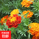 混色孔雀草花種子重瓣草花種子庭院室外景觀(guān)花卉四季易種花草種籽 孔雀草種子/包約100粒 1包