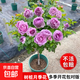 棒棒糖樹樁月季花苗樹狀特大花朵四季開花花卉植物庭院玫瑰花樹苗 藍(lán)色風(fēng)暴【多季循環(huán)開花】 粗度：直徑2-2.2cm