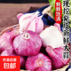 京東紫白皮新鮮濕蒜大蒜現(xiàn)挖蔬菜調(diào)料燒烤食材火鍋食材 新鮮濕蒜2斤裝 1000g 果徑【4-5cm]