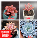 多肉植物精選圖片品種發(fā)貨照圖辦公室室內陽(yáng)臺桌面圖片品種指定品 姬朧月+秋麗+淡雪+藍鳥(niǎo)+盆土