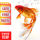 招財寵物魚(yú)冷水觀(guān)賞草金魚(yú)錦鯉魚(yú)好養耐活包郵包活 【1-3厘米】 招財金魚(yú)3條裝