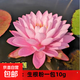 睡蓮四季荷花盆栽根塊水養綠植盆栽花卉池塘水培植物盆栽花卉荷花 睡蓮大根塊【粉色】 大根塊1顆【長(cháng)度8-10cm】
