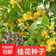 【虧本沖量】當年桂花種子四季桂金桂沉香八月桂花種籽四季播易活 桂花種子 一包約20粒