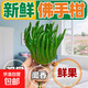 佛手柑云南新鮮佛手果柑應(yīng)季單個(gè)大佛手柑鮮果食用清供把玩聞香 【推薦】單果350-500g 1個(gè) 發(fā)貨均為綠色，長(zhǎng)時(shí)間擺放會(huì)變黃