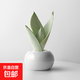 白玉虎皮蘭小盆栽植物花草北歐風(fēng)迷你綠植土培辦公室吸甲醛好養 白玉虎皮蘭1株+冰裂藍