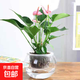 紅掌盆栽白粉掌一帆風(fēng)順帶花特大號花卉室內客廳面水培植物好養 約30cm粉掌-圓球玻璃瓶 帶盆栽好