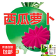 老不糠501水蘿卜種子蔬菜種子春秋季種庭院水果紅皮水蘿卜種子 滿堂紅心里美蘿卜種約1500粒5包