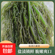 鹽漬江蘺菜海菜涼拌菜海帶苗海帶頭裙帶菜海帶絲干貨龍須菜 鹽漬江蘺菜普通款500克*1袋