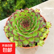 觀音蓮多肉植物室內(nèi)超大好養(yǎng)盆栽大棵易爆盆多肉老樁盆景帶盆帶土 群生觀音蓮8-10厘米冠服【簡易盆栽好】