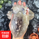 新鮮大墨魚冷凍海鮮 大墨魚 300g(凈重)  3斤