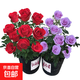 基地直發(fā)8年玫瑰老根老樁四季開(kāi)花月季花苗室內陽(yáng)臺盆栽大花濃香 6色各一棵（混色6棵裝可自選品種） 云南8年老樁 不含盆