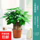 發(fā)財樹(shù)盆栽室內植物客廳吸甲醛好養小盆景四季常青辦公室花卉綠植 3桿發(fā)財樹(shù)+原盆原土+肥料【高20-25cm】