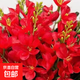 怡泉池重瓣大花晚香玉種球室內陽(yáng)臺種植好養花卉綠植盆栽四季好活 玫紅 7-10芽頭整個(gè)球【當年開(kāi)花】+肥料