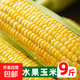當季新鮮黃金水果甜玉米現(xiàn)摘黃色玉米榨汁即食爆漿帶皮玉米棒蔬菜 帶箱9斤大果【單根250-400g】