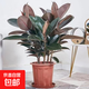 黑金剛橡皮樹(shù)室內盆栽?xún)艋諝馐覂绒k公室落地造型老樁四季常青 叢生橡皮樹(shù)70-80cm高5棵 不含盆