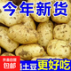 新鮮土豆現(xiàn)挖現(xiàn)發(fā)山東正宗黃心黃肉當(dāng)季蔬菜馬鈴薯洋芋薯?xiàng)l3兩起 山東土豆帶箱2斤 中大果