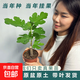 【原盆原土】波姬紅無(wú)花果樹苗盆栽帶果特大果耐寒南北方種植地栽 1cm-1.5cm 粗 25-35cm高原盆原土 大果波姬紅1盆帶葉當(dāng)年掛果