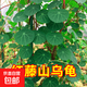 山烏龜植物金不換盆栽紅藤血藤水培盆景爬藤室內(nèi)桌面多肉綠植花卉 直徑14-16厘米1個紅藤山烏龜 送贈品