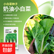 大白菜種子空心菜生菜奶油小白菜紅心胡蘿卜西葫蘆農(nóng)科院蔬菜籽孑 奶油小白菜京農(nóng)研 2克