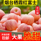 山東煙臺(tái)紅富士蘋果正宗棲霞蘋果冰糖心水果新鮮當(dāng)季蘋果 凈重1.5斤3個(gè)80mm