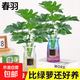 大葉春羽水培綠植花大葉龍鱗正品養不死的花卉綠植四季常青花卉活 大葉春羽含根總高40-50厘米2顆 不含瓶