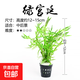 魚(yú)缸中后景草紐蘭寶塔宮廷紅綠菊蜈蚣草大水蘭蝴蝶小虎耳造景水草 綠宮廷/杯