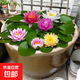 大睡蓮根塊種苗荷花盆栽四季水培花卉綠植碗蓮蓮子種藕種子 混色睡蓮5個【馬上開花】推薦