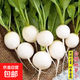 【冬季蘿卜】（京東配送）種子套餐菜種子陽(yáng)臺(tái)盆栽庭院易種秋冬季 白櫻桃蘿卜種子1包約300粒