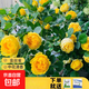瑞典女王月季夏季耐曬灌木月季帶花苞四季開花玫瑰大苗陽臺庭院 金絲雀原盆原土發(fā)貨中苗25cm左右