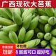 廣西米蕉大芭蕉牛角蕉哆嘻啦青皮蕉天然熟西貢蕉酸甜香蕉新鮮水果 凈重3斤