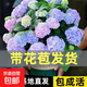 繡球花苗無盡夏帶花苞四季開花繡球花盆栽庭院好養(yǎng)花卉植物室內(nèi)花 無盡夏【大花繡球-無盡星河】 中苗【當年開花】原盆寬15cm高30cm冠25cm