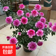 【果汁陽(yáng)臺月季】大苗玫瑰花苗盆栽大花歐月濃香陽(yáng)臺庭院帶花苞 天方夜譚【帶花苞】 大苗【開(kāi)花爆滿(mǎn)】