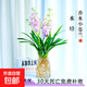 水培香水蘭花苗室內植物濃香型四季建花卉耐寒植物冬季帶花苞開(kāi)花 3苗連香水蘭 -紫水晶 明年可來(lái)花 含圖片同款七彩玻璃瓶