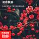紅梅花樹(shù)苗盆栽庭院地栽濃香臘梅室內外耐寒綠植正宗四季種植開(kāi)花 朱砂梅樹(shù)苗【帶土球發(fā)貨】 4公分粗1.6米高度【帶分叉多】