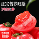 山東真普羅旺斯西紅柿自然熟口感西紅柿 正宗普羅旺斯 1斤 凈重