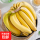 國(guó)產(chǎn)高山甜香蕉  新鮮水果 室溫放蘋果半密封催熟 9斤（普通蕉）專項(xiàng)凈重