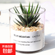 多肉植物仙人掌盆栽室內(nèi)肉肉仙人球小盆栽開(kāi)花可愛(ài)桌面綠植 十二卷+玻璃盆+黃金砂+營(yíng)養(yǎng)土 含盆