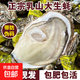 爆款 乳山生蠔鮮活海蠣子特大海鮮牡蠣5斤整箱生鮮 4斤3XL號【10-16個(gè)】