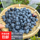 藍莓樹(shù)果苗盆栽帶果發(fā)貨陽(yáng)臺南北方種植藍莓果樹(shù)苗特大號當年結果 【精選】5年苗【F6】帶土帶葉發(fā)貨