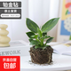 鉑金鉆水培綠植室內客廳植物除甲醛水養吸甲醛凈化空氣懶人盆栽 110#鉆石翡翠（原盆原土）]+肥料