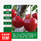 正宗嫁接櫻桃樹(shù)苗新品種車(chē)厘子苗南北方盆栽地栽當年結果樹(shù)苗大全 福晨 4年苗一顆【1.2CM左右粗度】